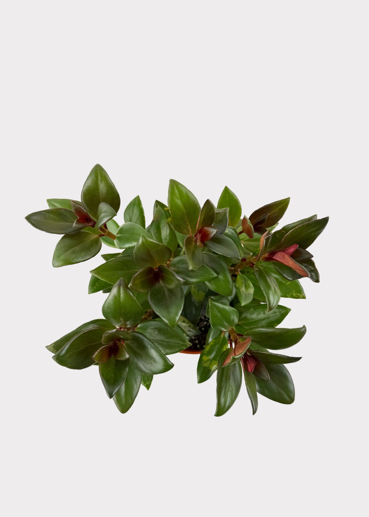 Nematanthus Gregarius - Goldfish Plant 'Black Gold’