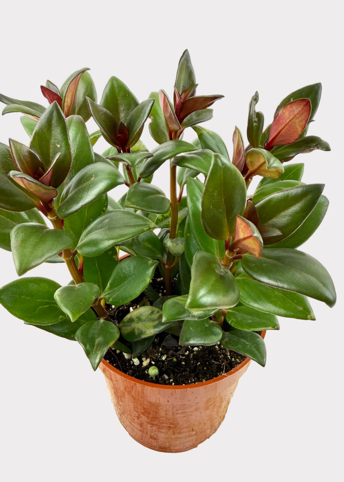 Nematanthus Gregarius - Goldfish Plant 'Black Gold’