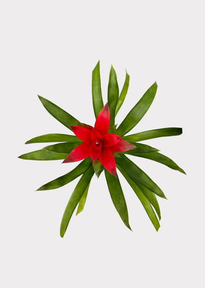 Bromeliad 'Guzmania'