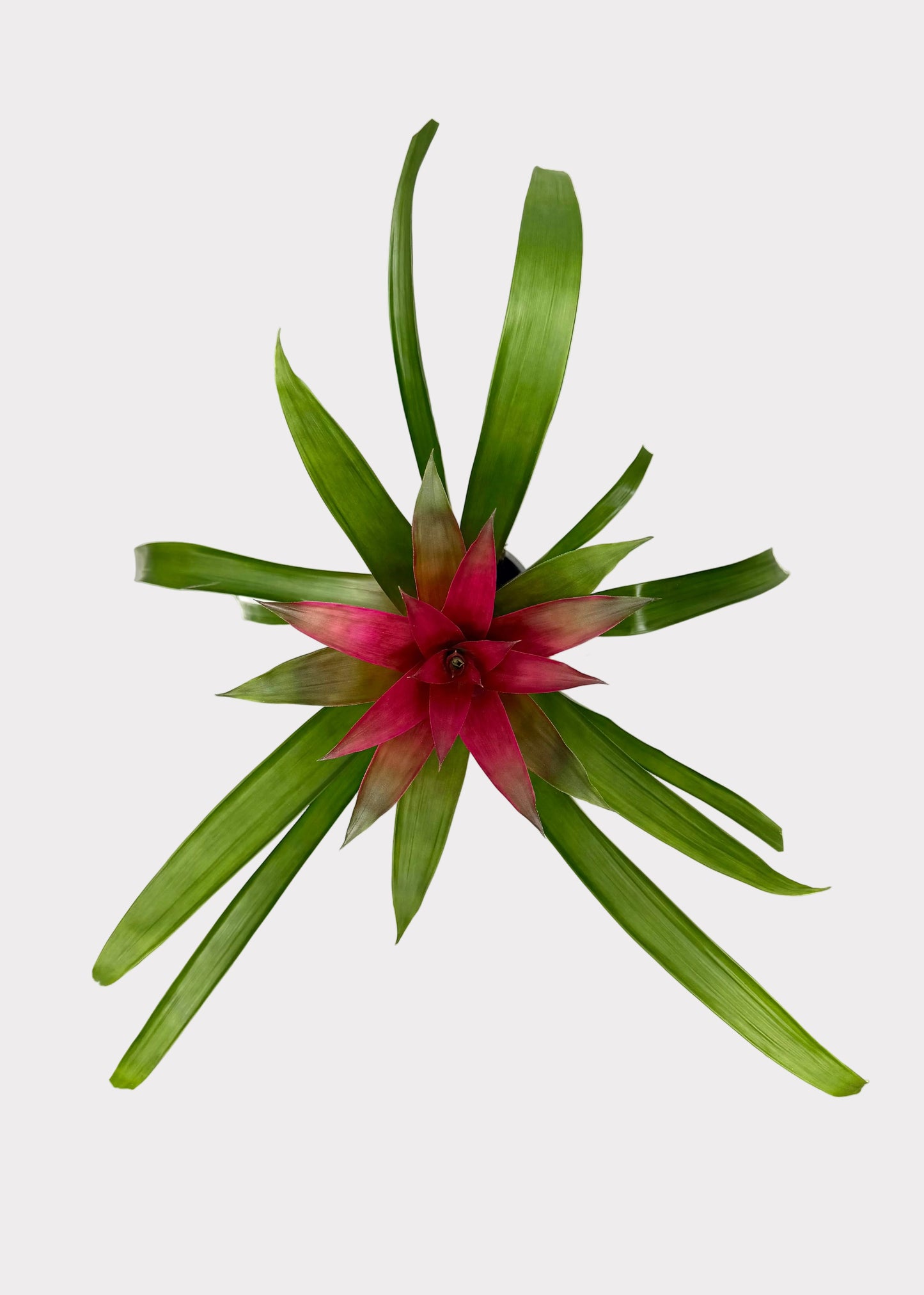 Bromeliad 'Guzmania'