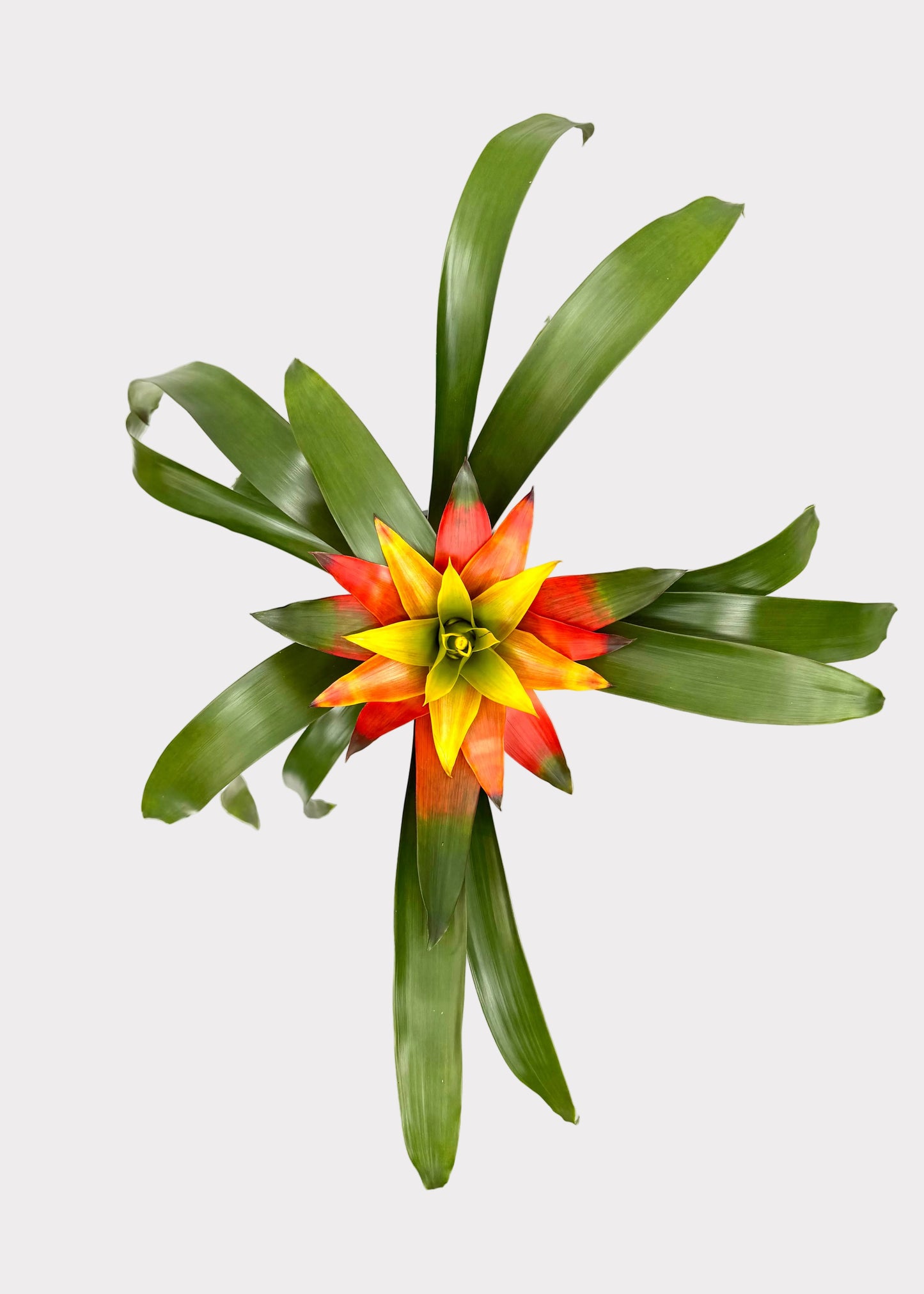 Bromeliad 'Guzmania'