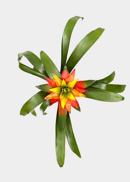Bromeliad 'Guzmania'