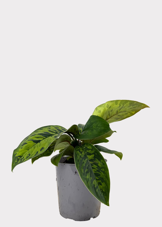 Homalomena – Camouflage