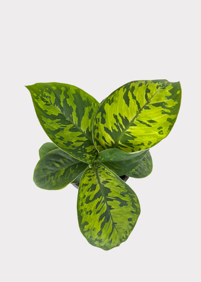 Homalomena – Camouflage