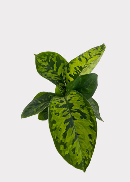 Homalomena – Camouflage