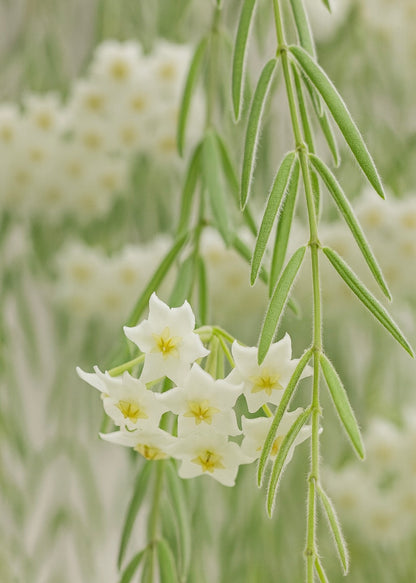 Hoya Linearis – Trailing Wax Plant