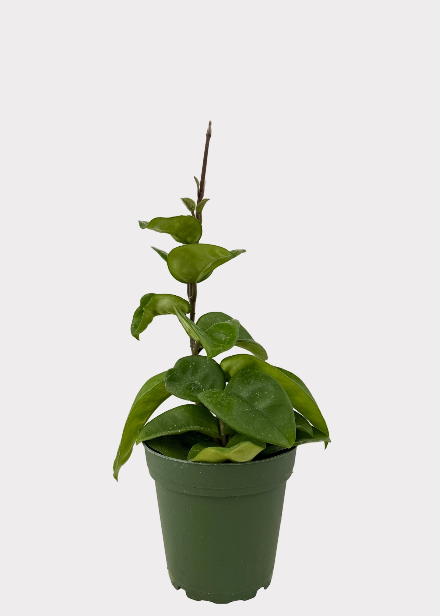 Hoya Carnosa - Chelsea