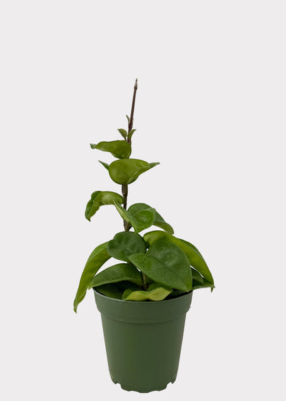 Hoya Carnosa - Chelsea