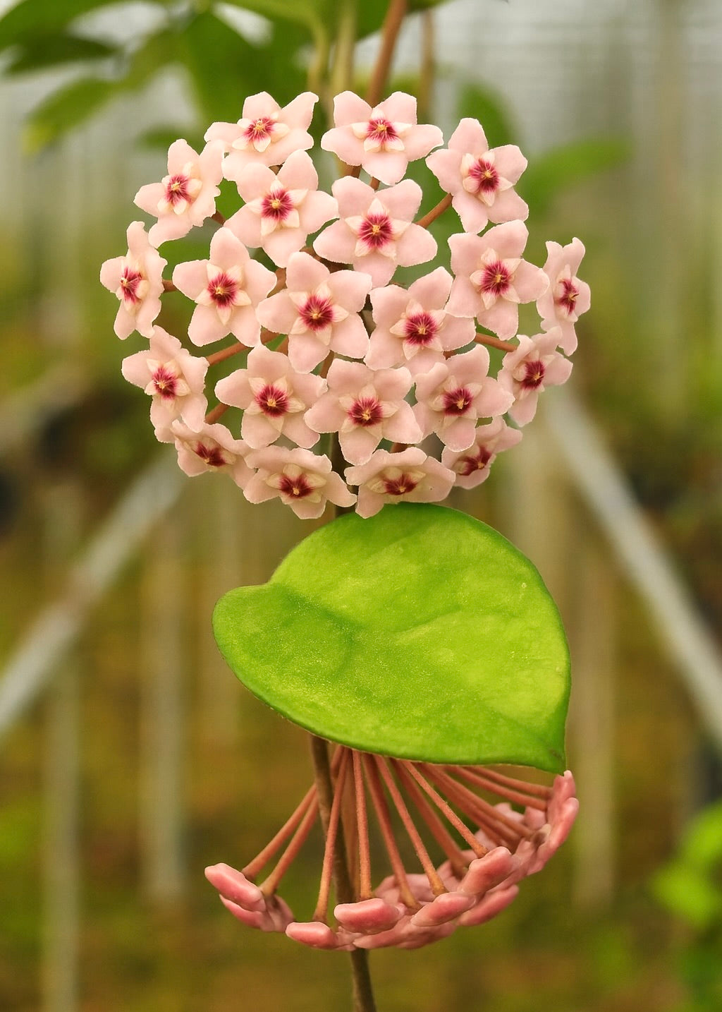 Hoya Carnosa - Chelsea