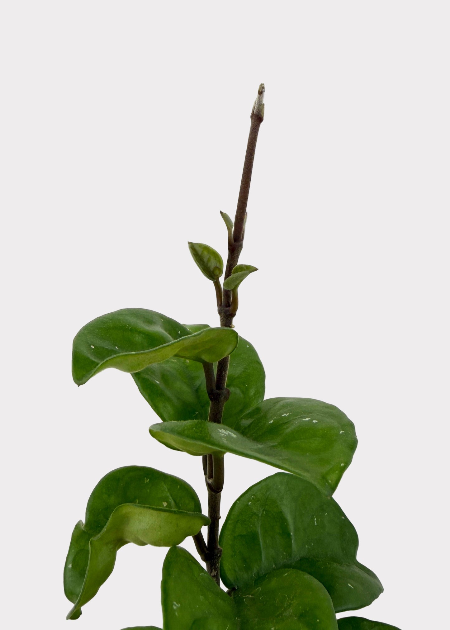 Hoya Carnosa - Chelsea