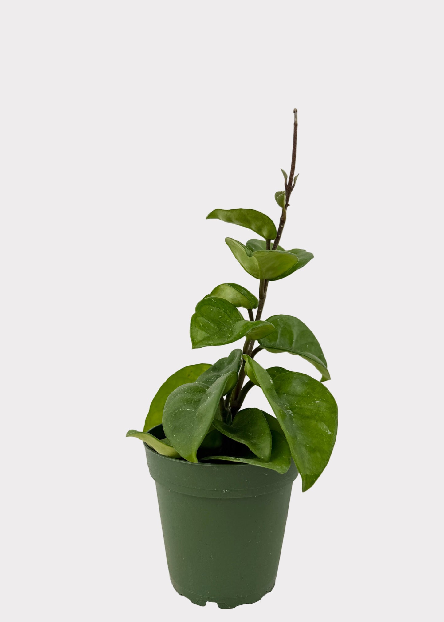 Hoya Carnosa - Chelsea