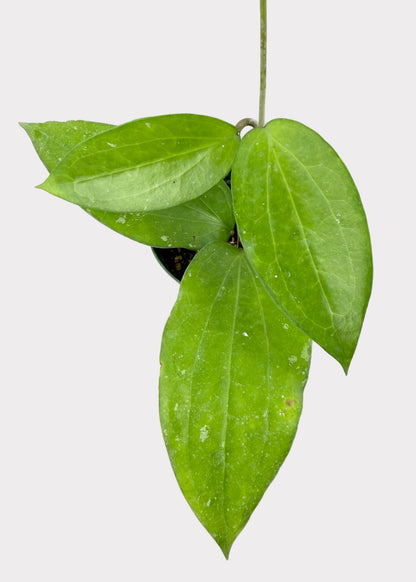 Hoya Cinnamomifolia