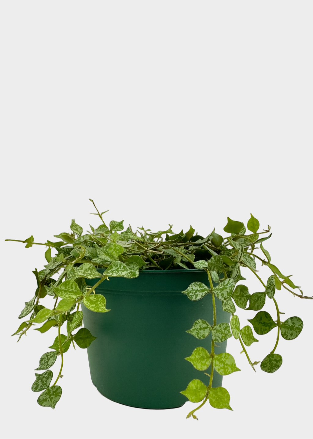 Hoya Curtisii – Tiny-Leaf Wax Plant