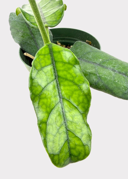 Hoya Globulosa