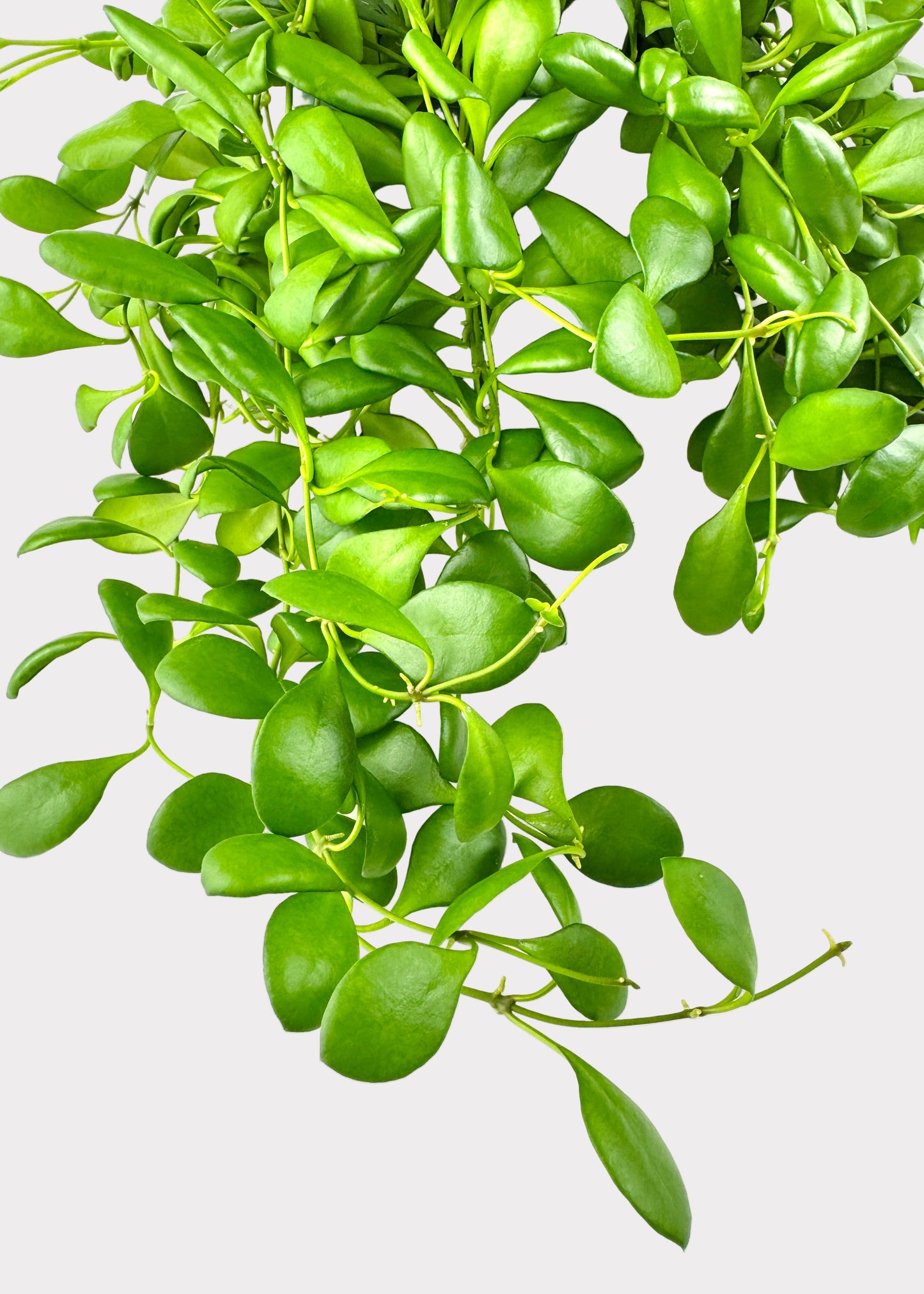 Hoya Heuschkeliana