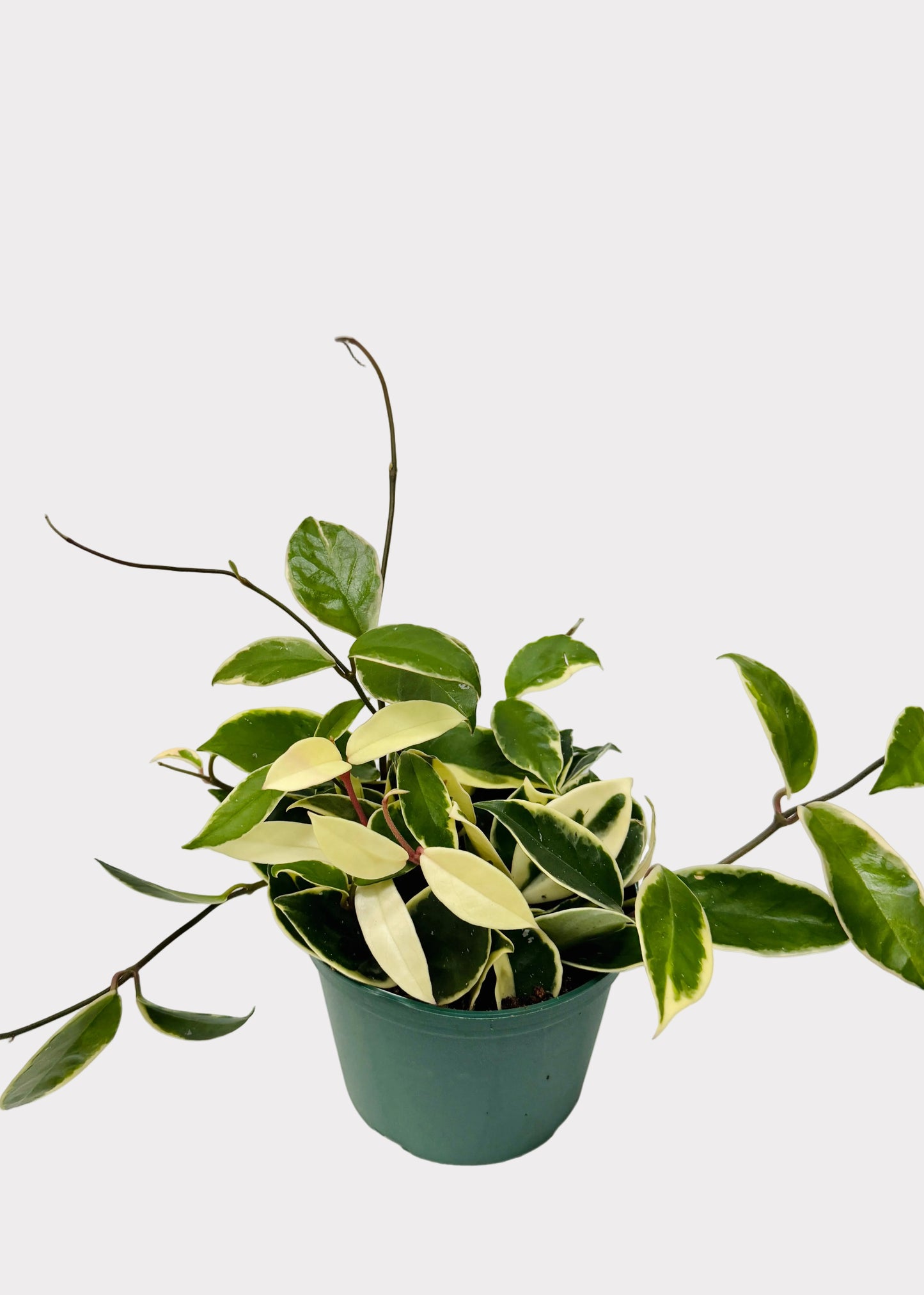 Hoya - Krimson Queen