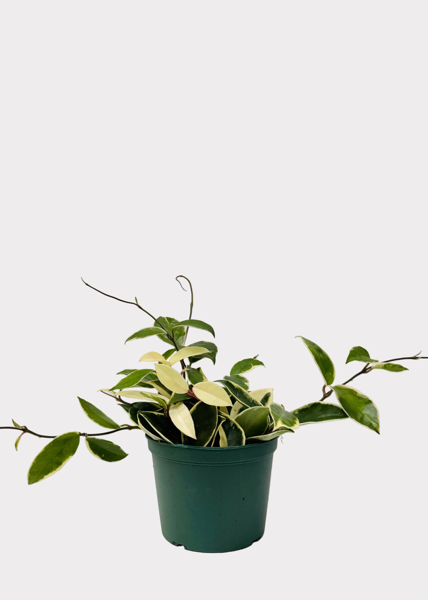 Hoya - Krimson Queen