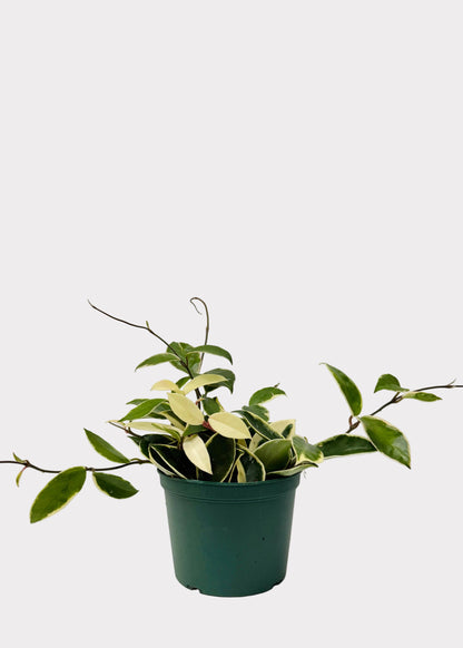 Hoya - Krimson Queen