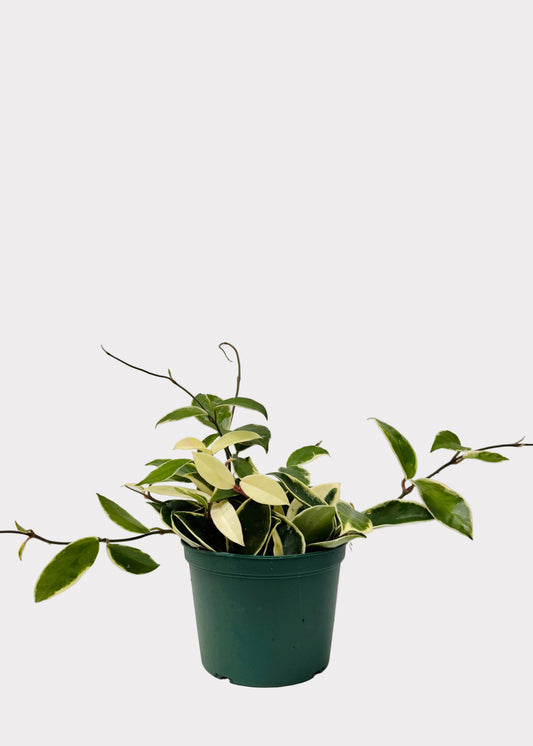 Hoya - Krimson Queen