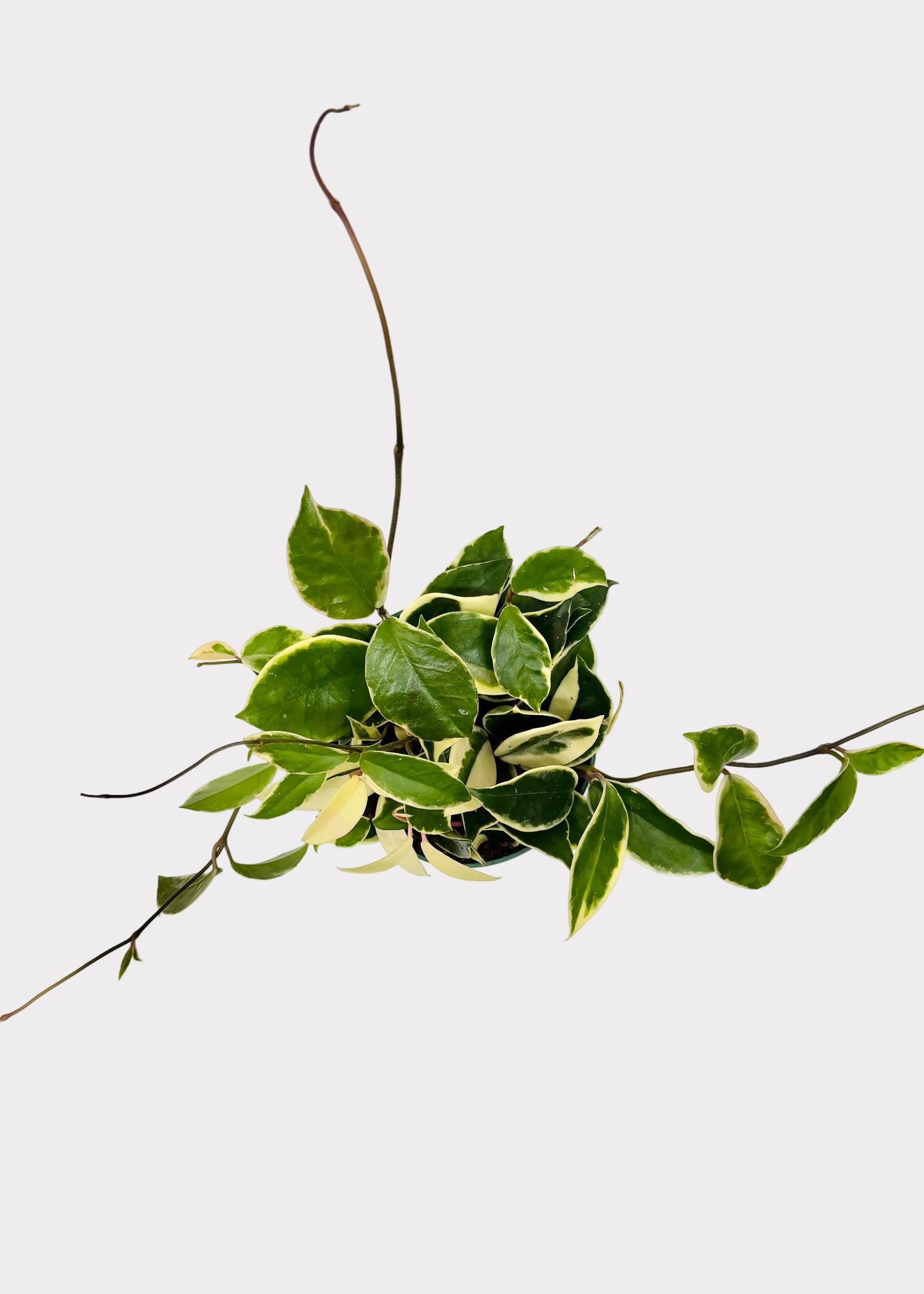 Hoya - Krimson Queen