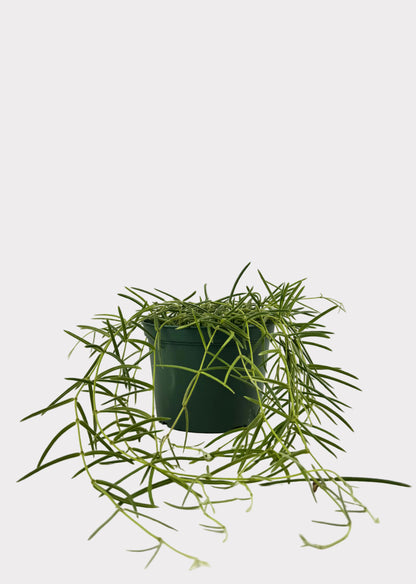 Hoya Linearis – Trailing Wax Plant