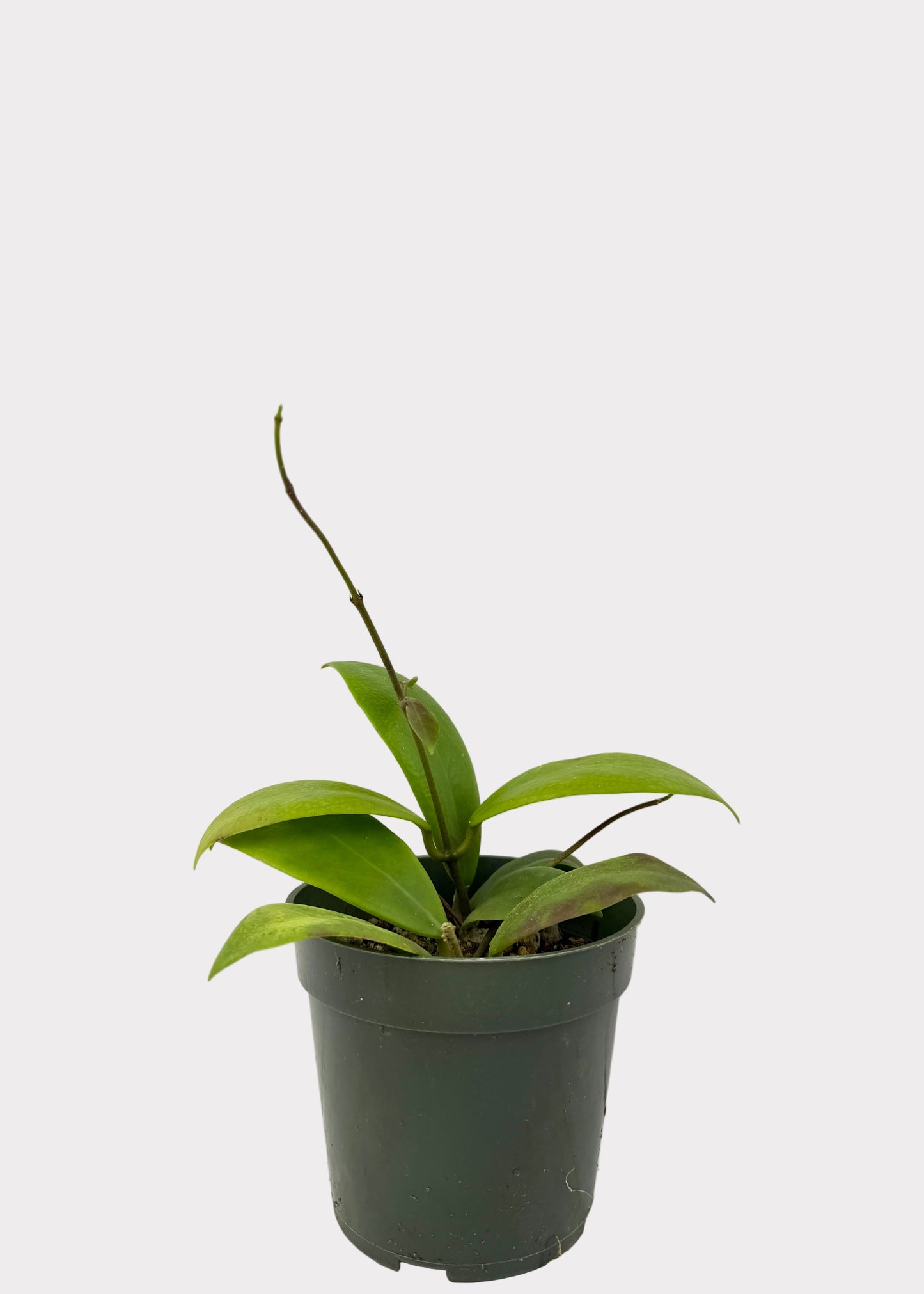 Hoya Mindorensis - Red