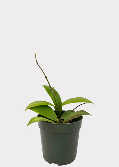 Hoya Mindorensis - Red