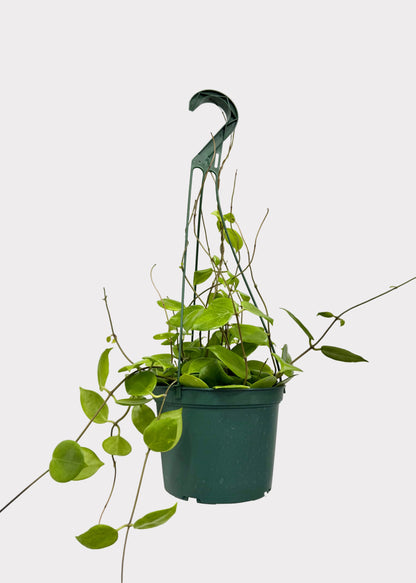 A green trailing houseplant in a dark green plastic hanging pot suspended from a hook on a white wall and ceiling.