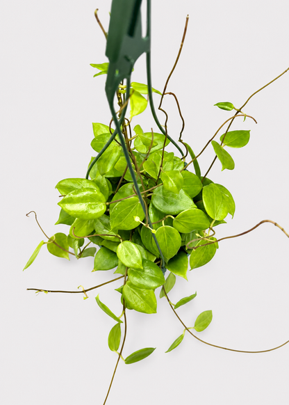 Hoya Neocaledonica