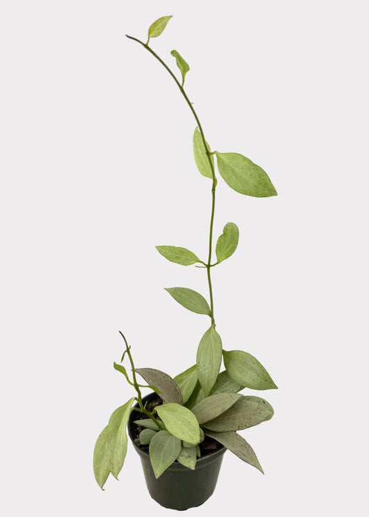 Hoya Pubicalyx Pink Silver Ghost