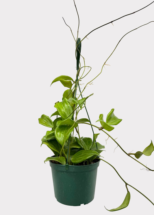 A green trailing houseplant in a dark green plastic nursery pot, photographed against a white wall with decorative molding.