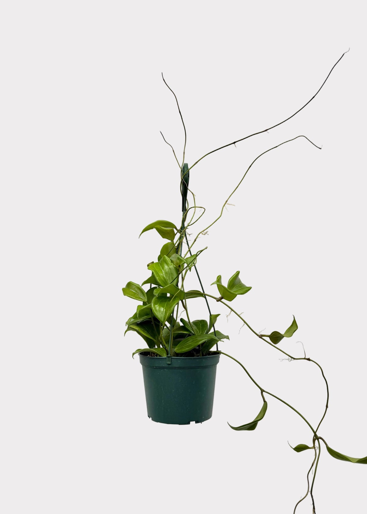 A green trailing houseplant in a dark teal plastic nursery pot, hanging against a white wall with decorative molding.