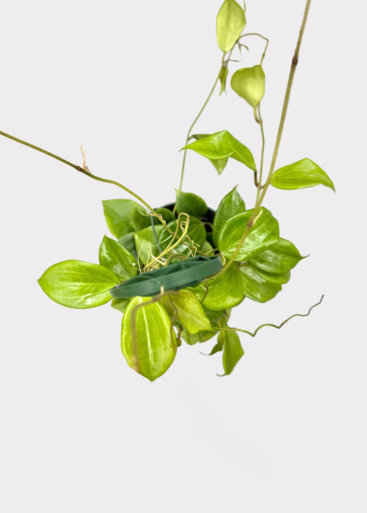 Hoya Quinquenervia