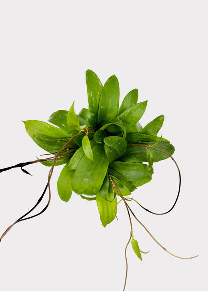 Hoya - Rigida