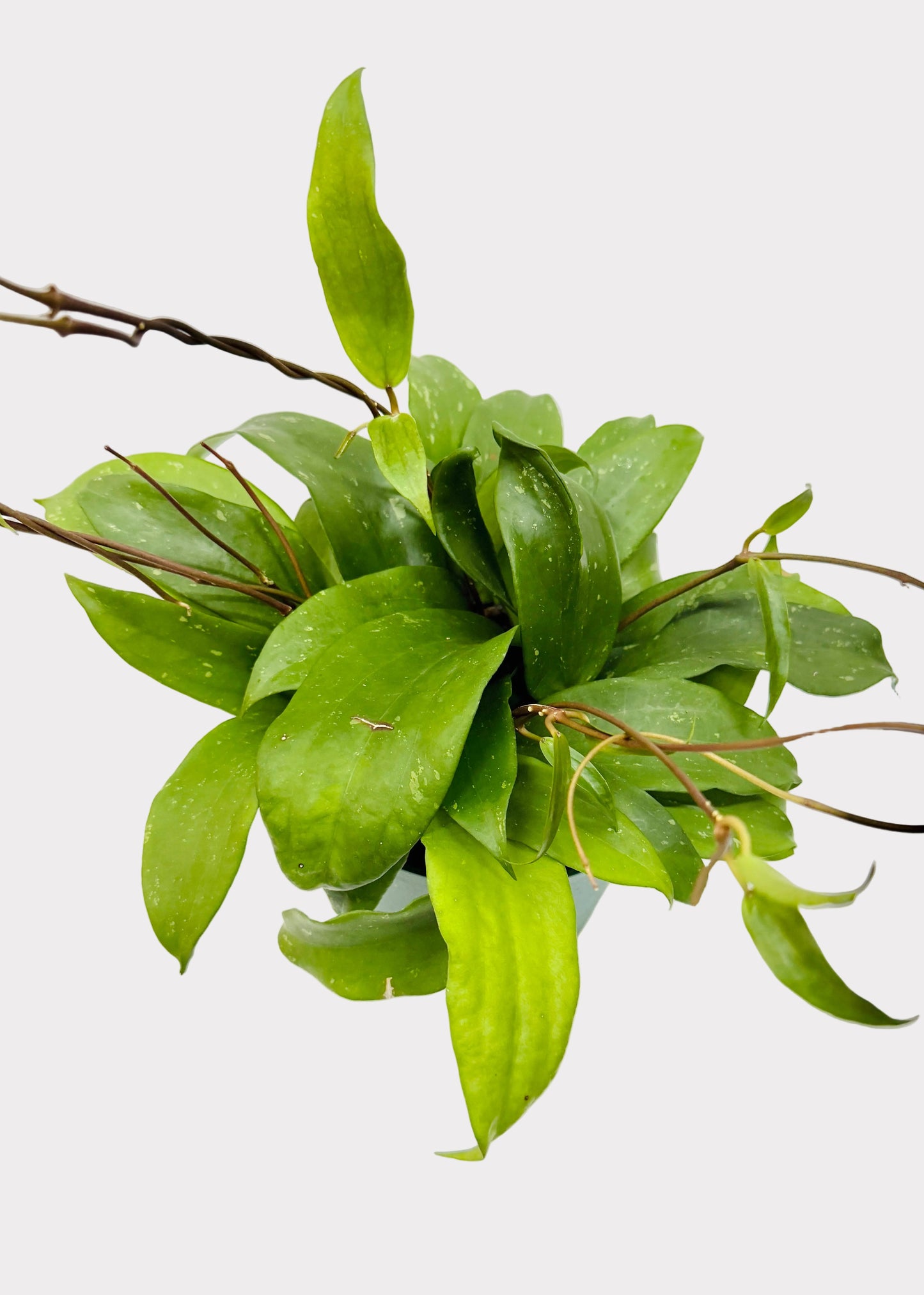 Hoya - Rigida