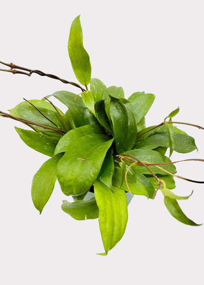 Hoya - Rigida