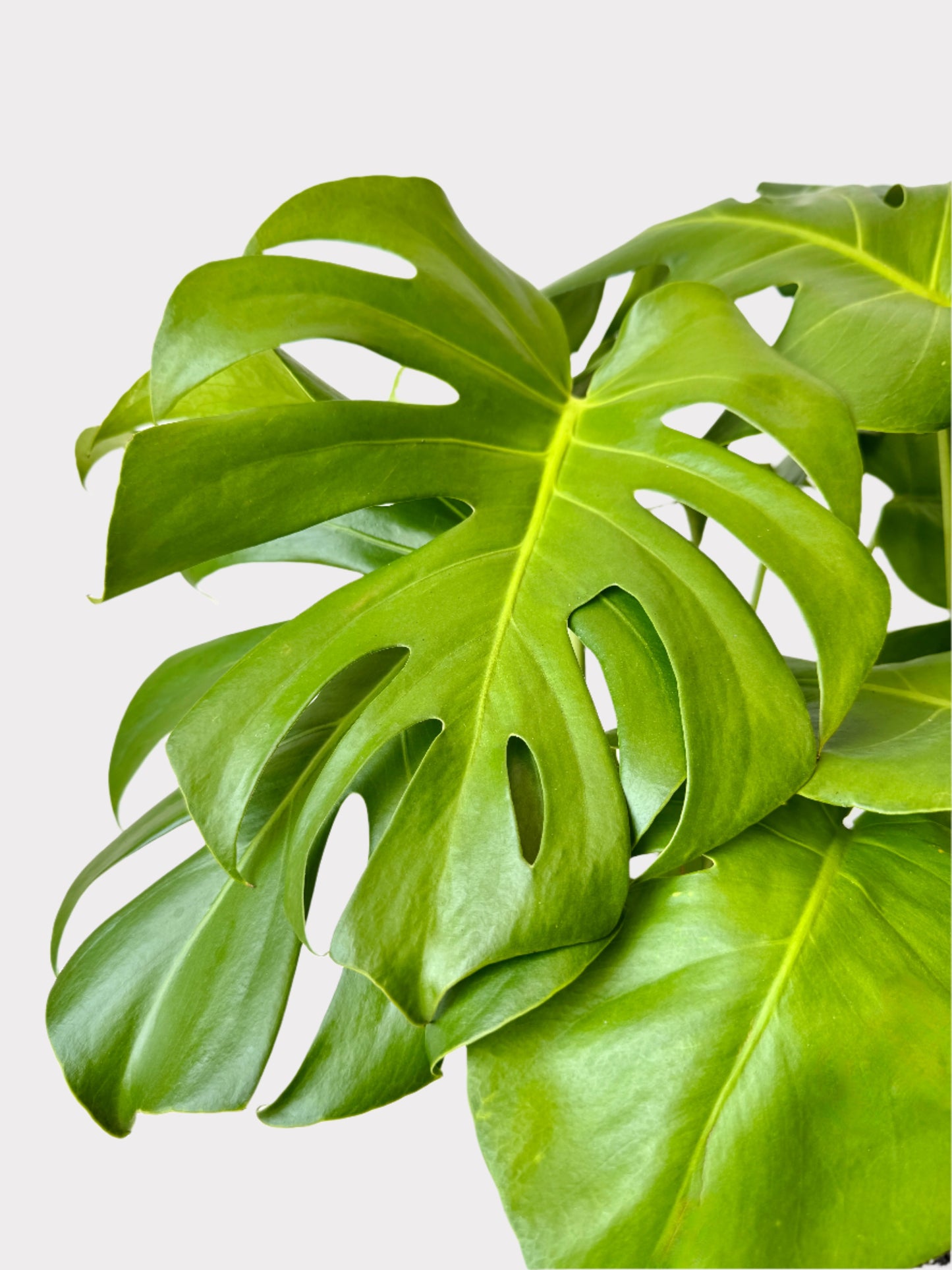 Monstera Deliciosa - Swiss Cheese Plant