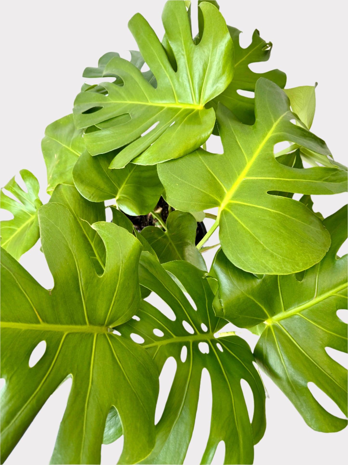 Monstera Deliciosa - Swiss Cheese Plant