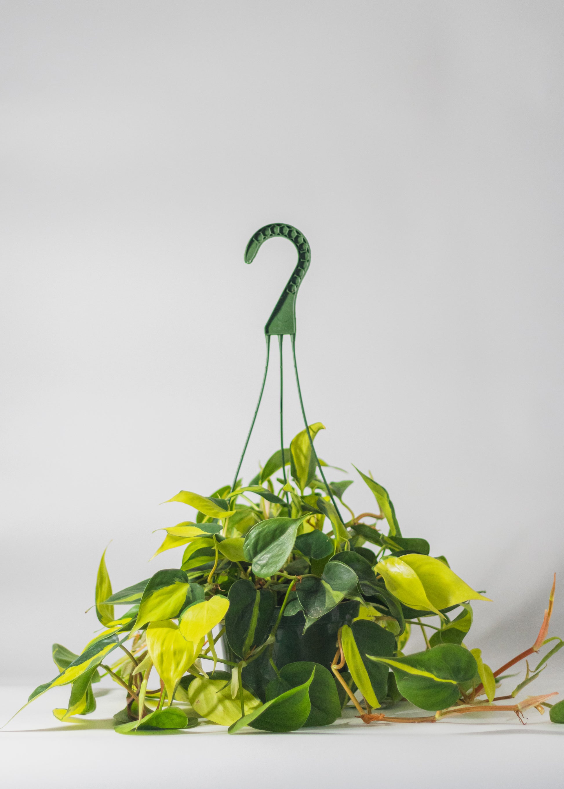 philodendron rainbow Philodendron 'Brazil' – Rainbow