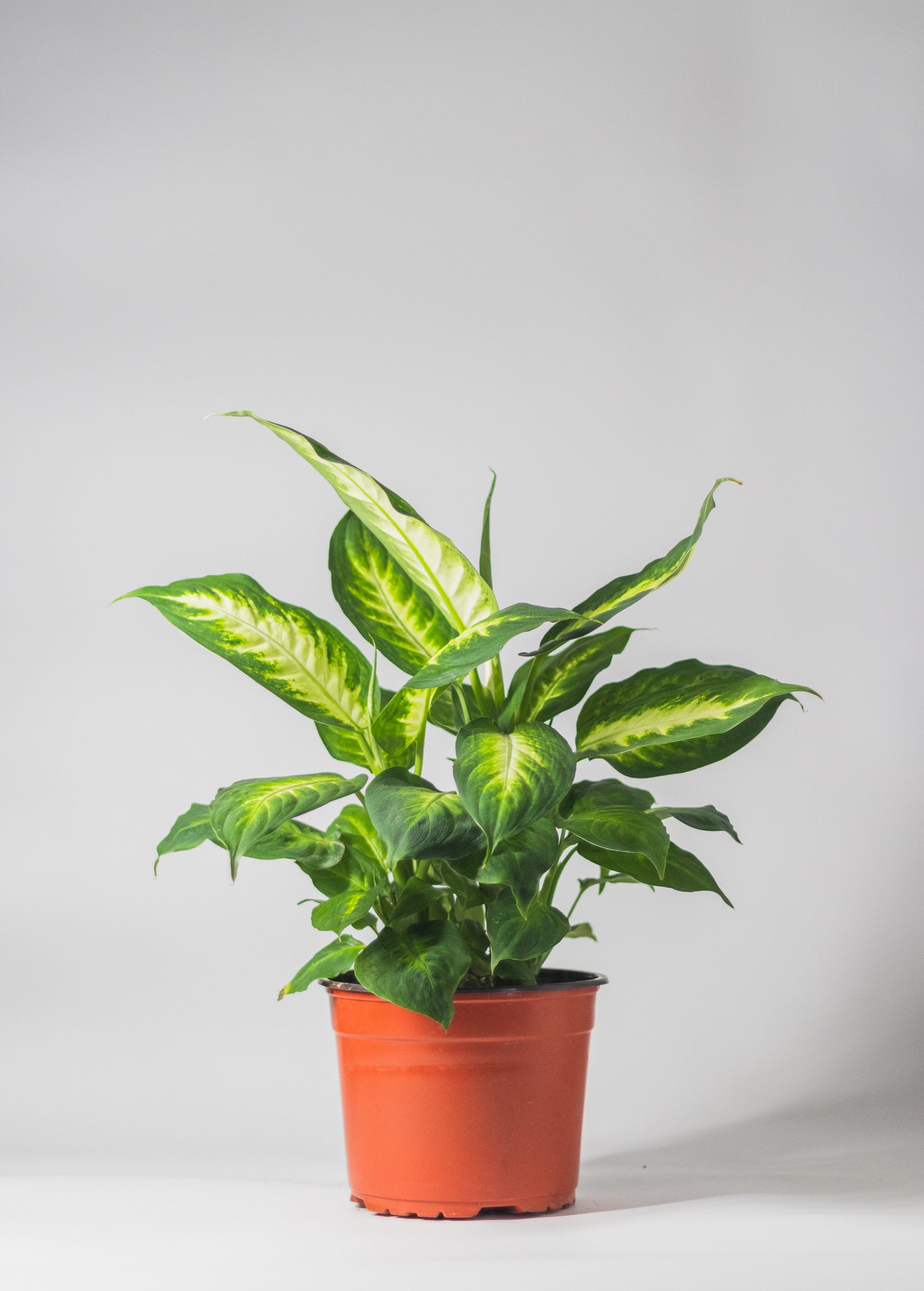 Dieffenbachia 'Camille'