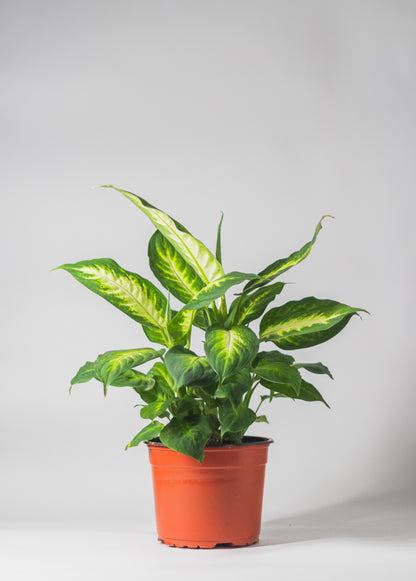 Dieffenbachia 'Camille'