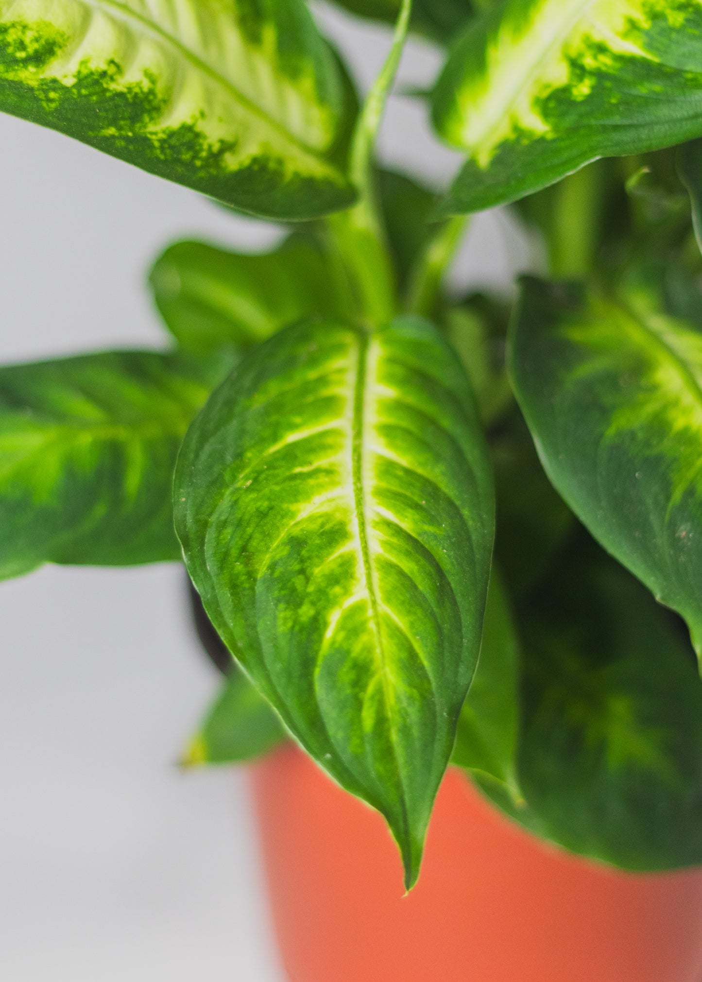 Dieffenbachia 'Camille'