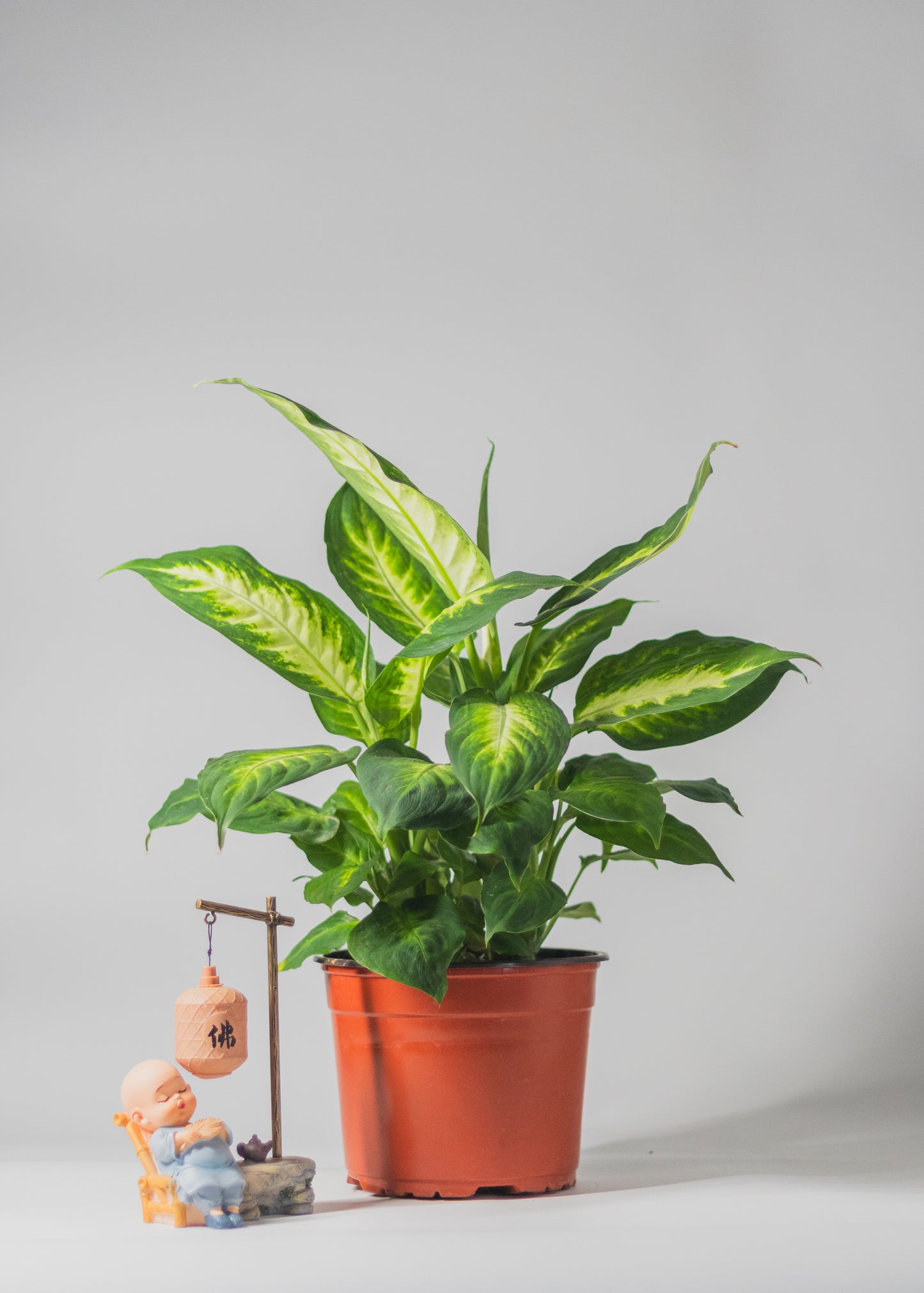 Dieffenbachia 'Camille'