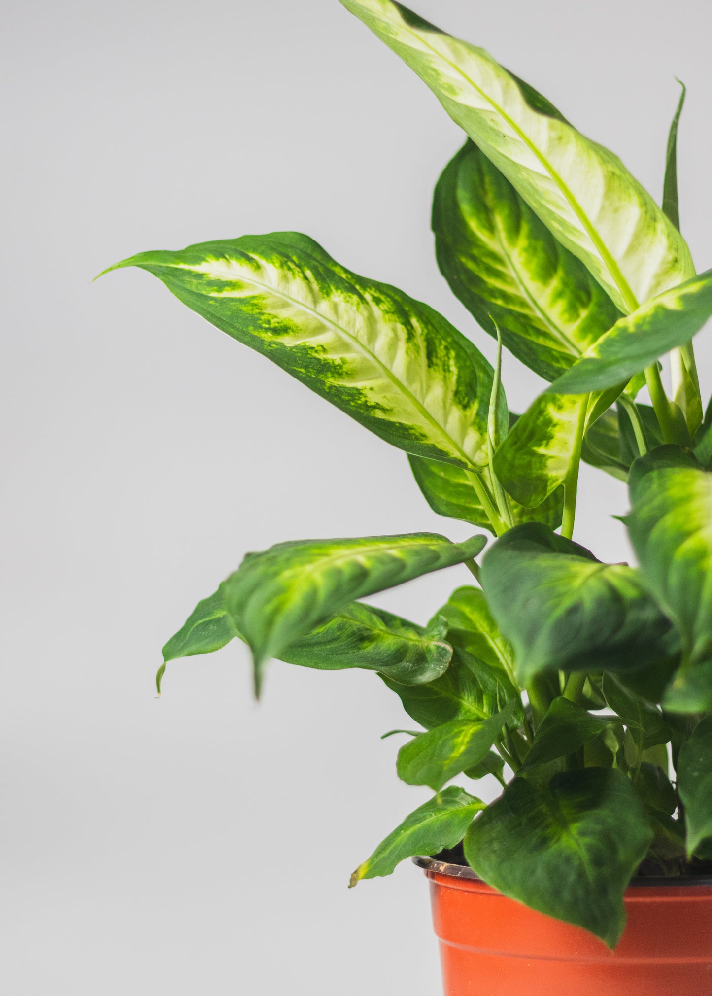 Dieffenbachia 'Camille'