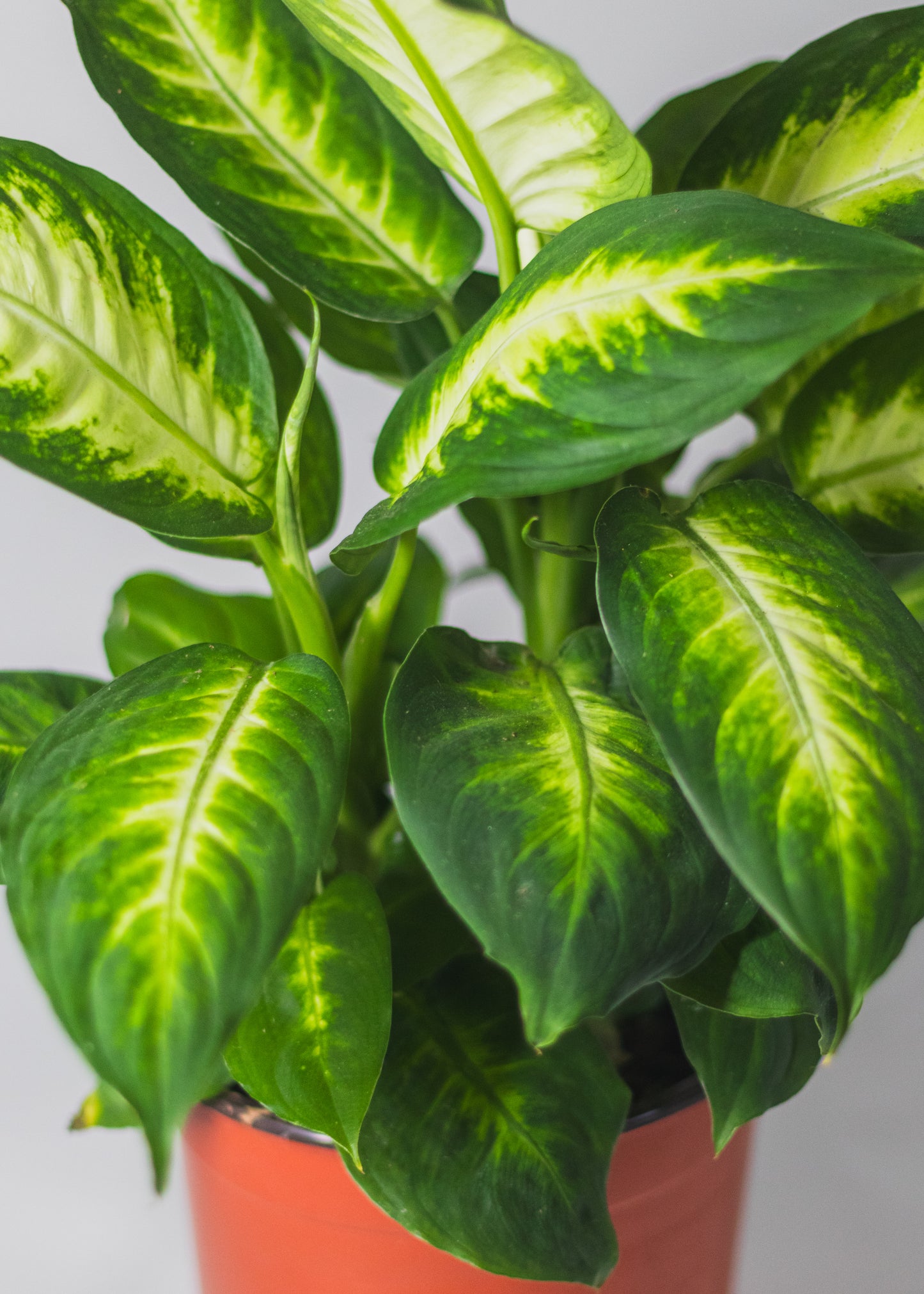 Dieffenbachia 'Camille'