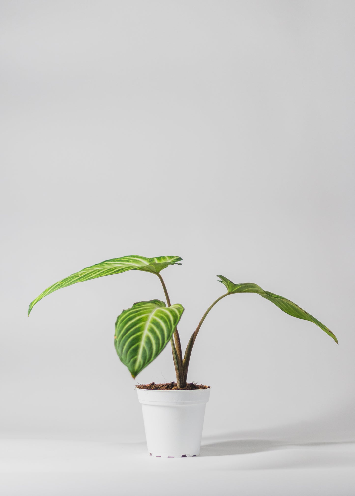 Caladium Lindenii