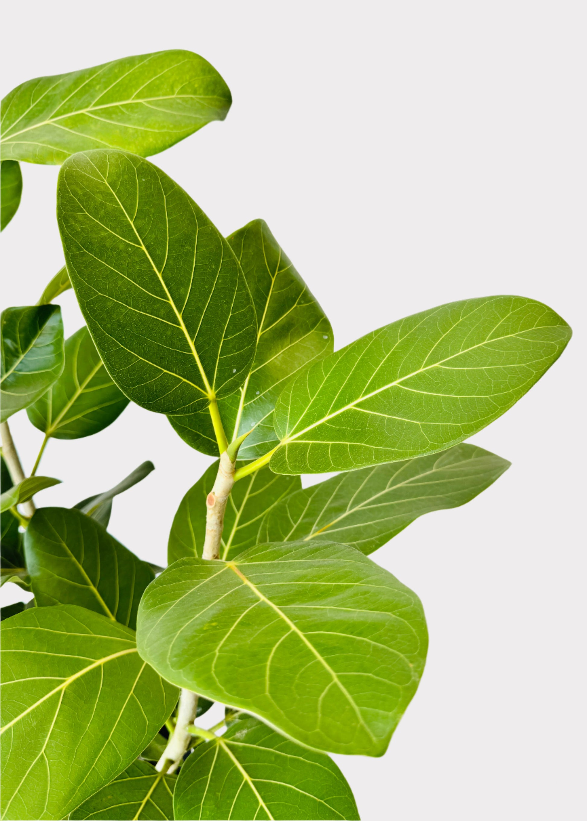 ficus audrey standard Ficus