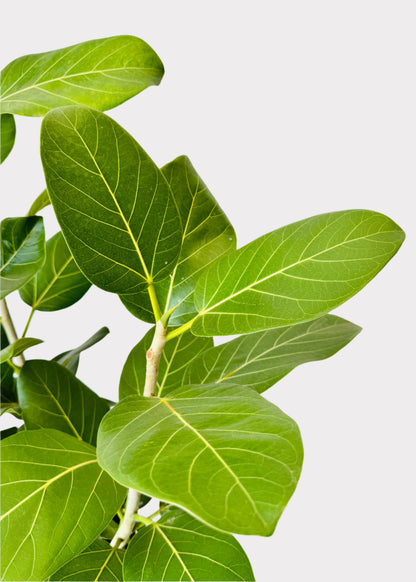 Ficus - Audrey