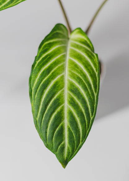 Caladium Lindenii