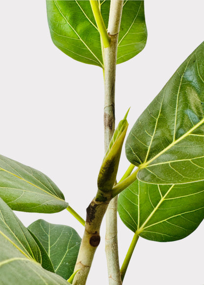 Ficus - Audrey